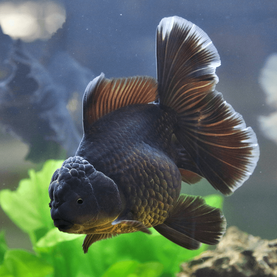 Black Oranda lionhead