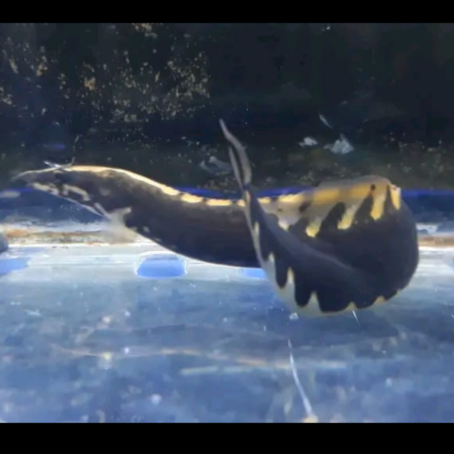 Unicolor eel