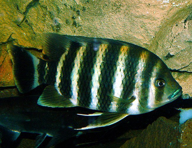 Butterkoferi zebra