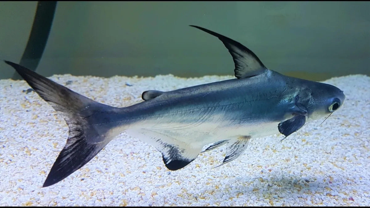 Hifin paroon Shark