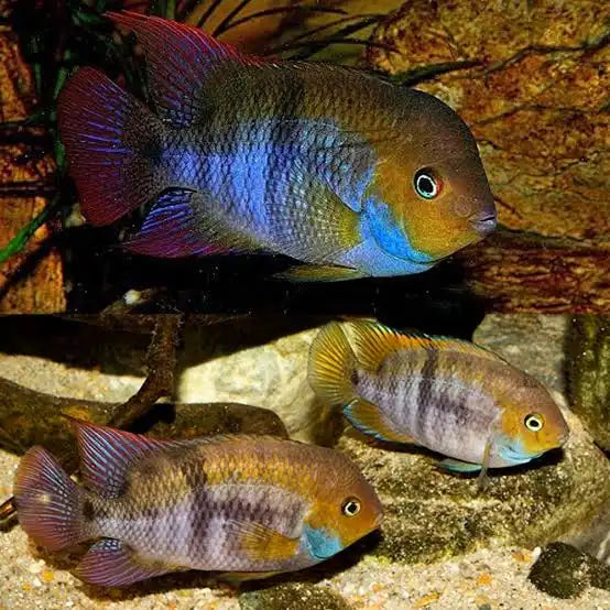 T-bar cichlid