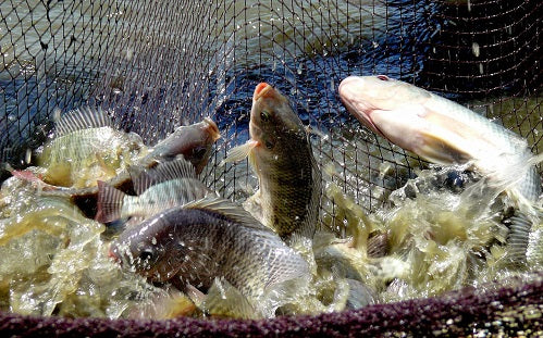 Tilapia Fish