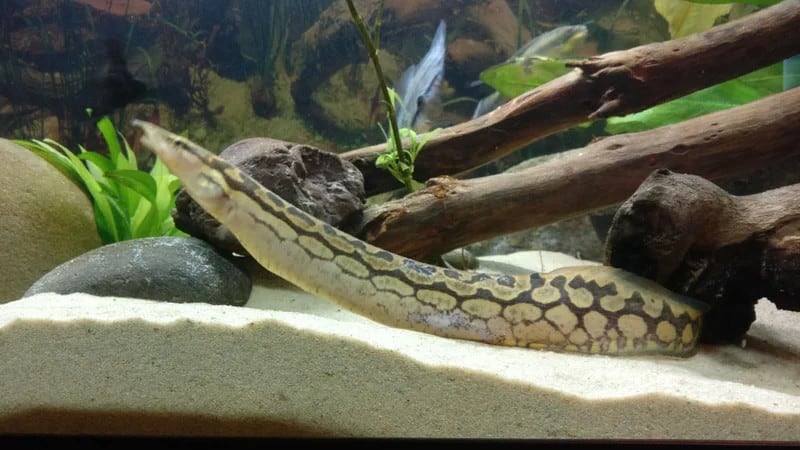 Zig zag eel