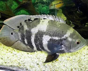 Oscar Fish (large 30 Cm+) for Sale South Africa | RSB Aquatics