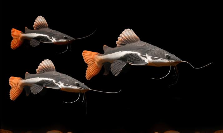 Redtail catfish