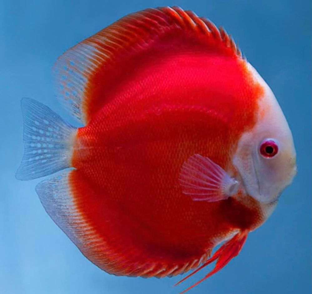 Hand selected Discus