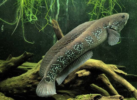 Whitespot Chinese Snakehead