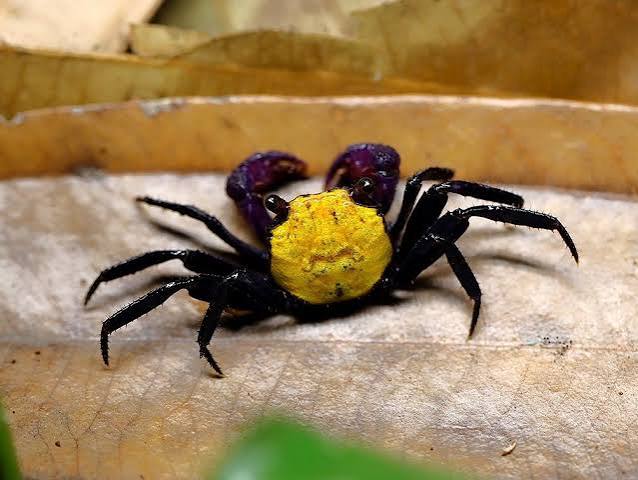 Vampire crabs