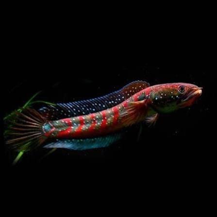 Red Spot Chinese Snakehead