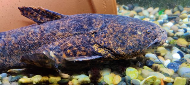 Apure Jelly Catfish