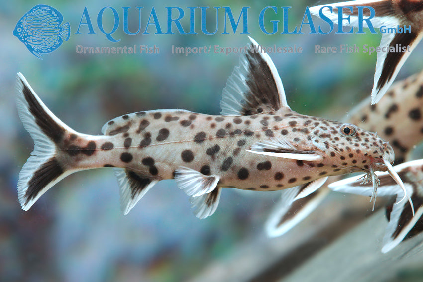 Products – Page 13 – RSB AQUATICS
