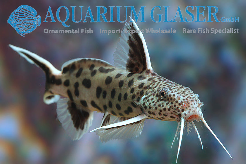 Dwarf Lake Synodontis (Synodontis petricola)