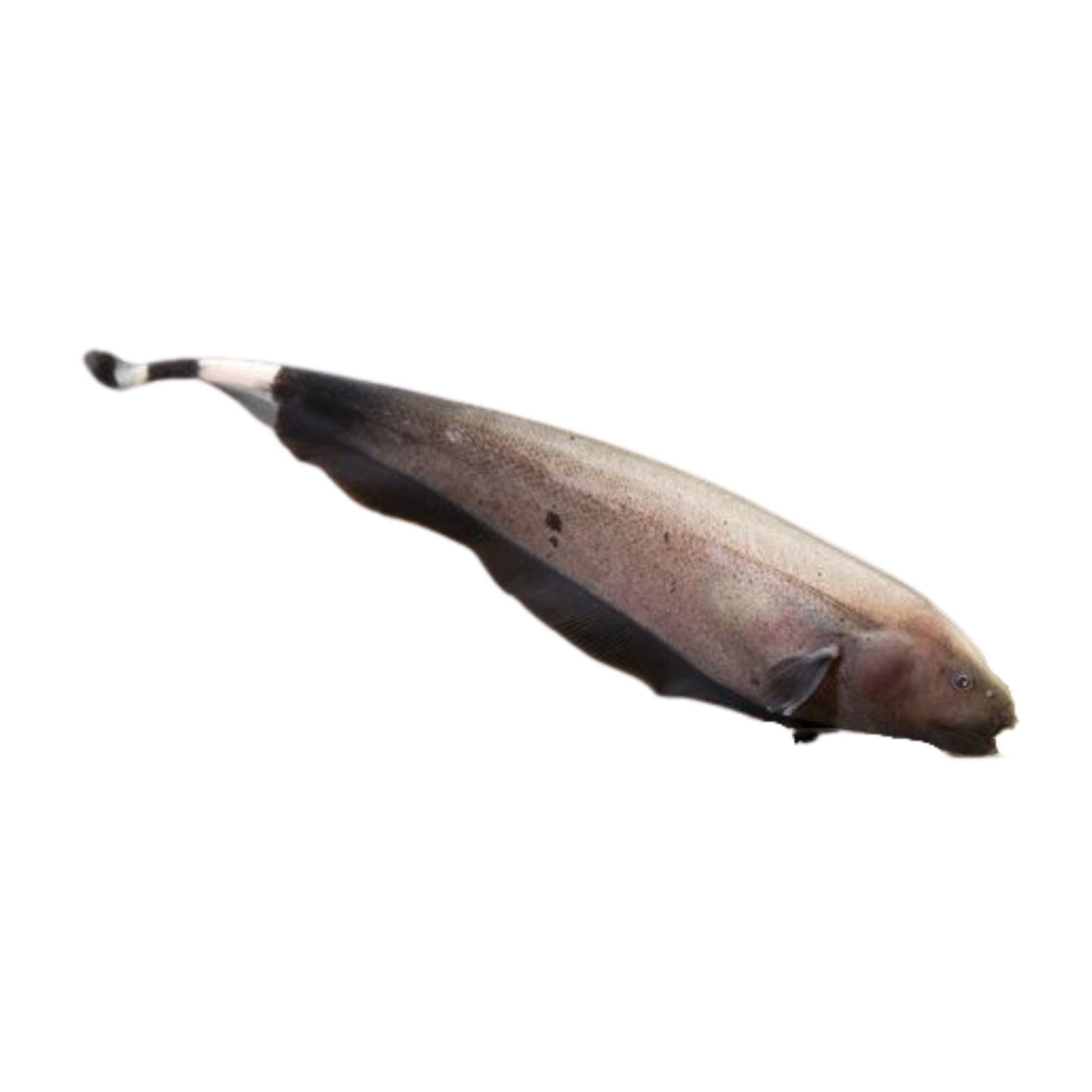 Ghost knife