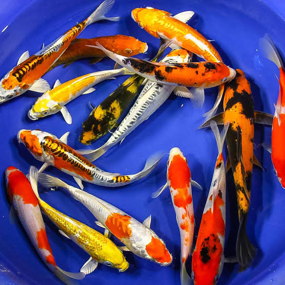 ASSORTED IMPORT JAPANESE KOI