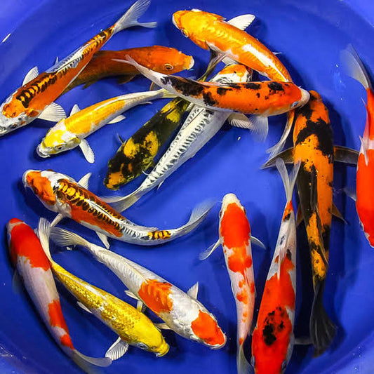 ASSORTED IMPORT JAPANESE KOI