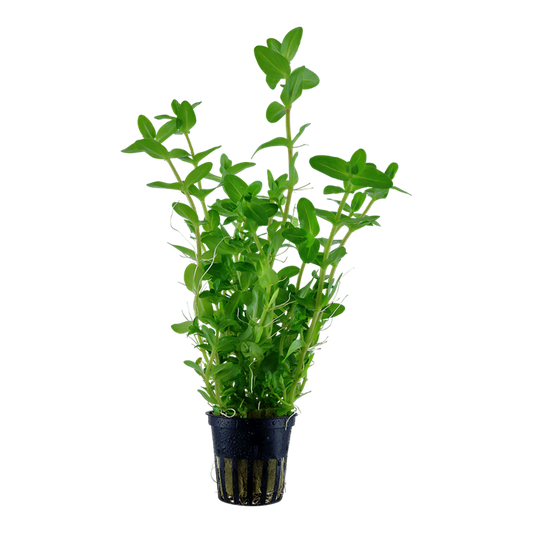 Bacopa Caroliniana