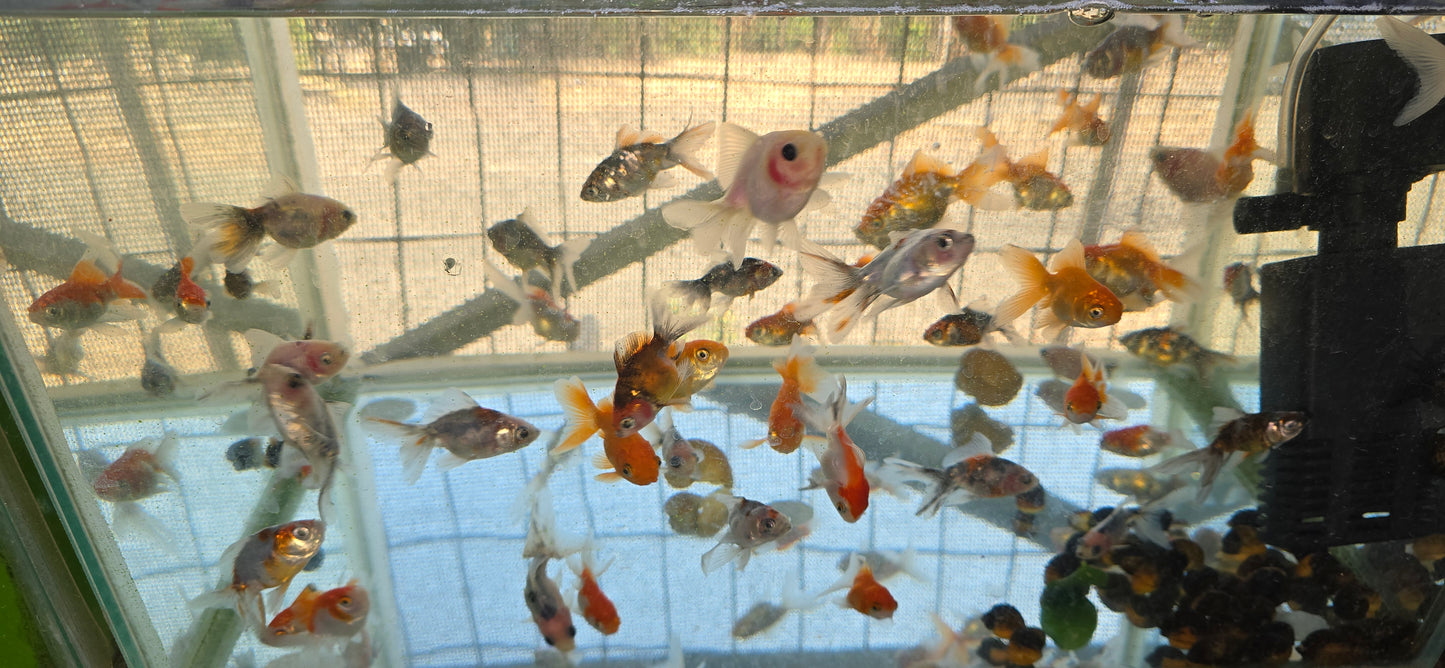 Goldfish Rsb mix
