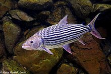 Goliath Tigerfish