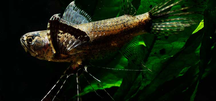 Butterfly fish