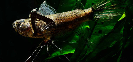 Butterfly fish