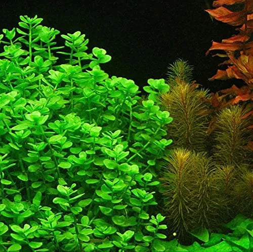Bacopa Ampiplexicaulis