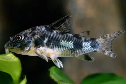 Corydoras Fish