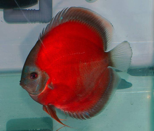 Stendker German Discus 18-20cm