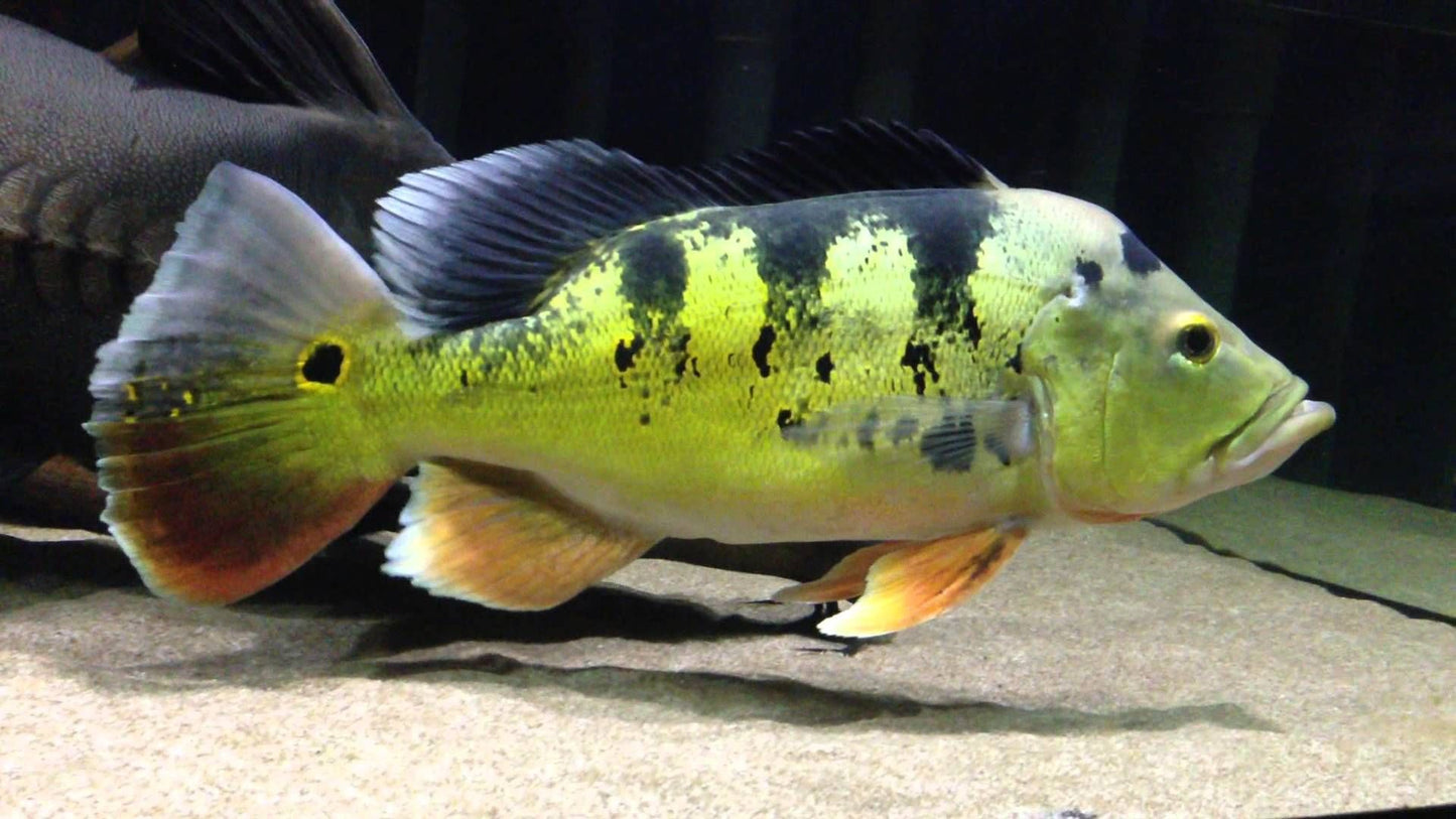 Peacock Bass Ocellaris