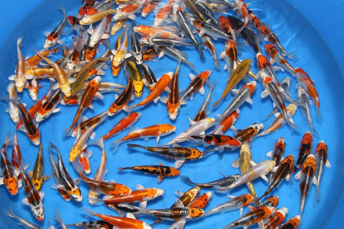 ASSORTED IMPORT JAPANESE KOI