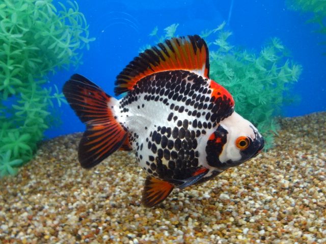 A grade Ryukin goldfish