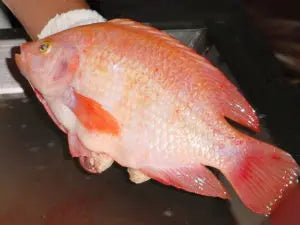 Red mozambique Tilapia (Pair)