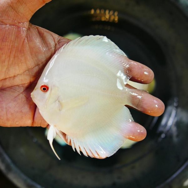 Hand selected Discus
