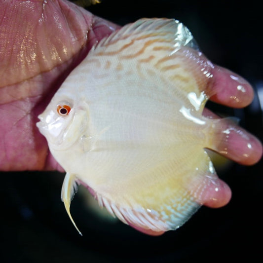 Hand selected Discus 10-15cm