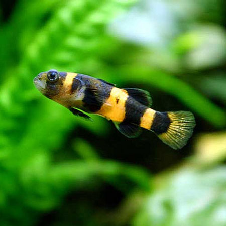 Bumblee bee goby
