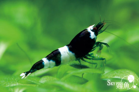 Black bee Shrimp