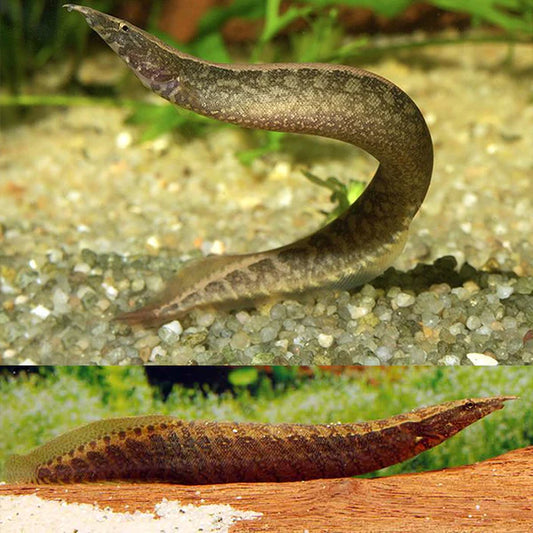 Spiney eel banded
