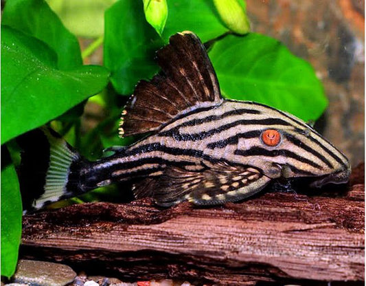 Royal Pleco white morph