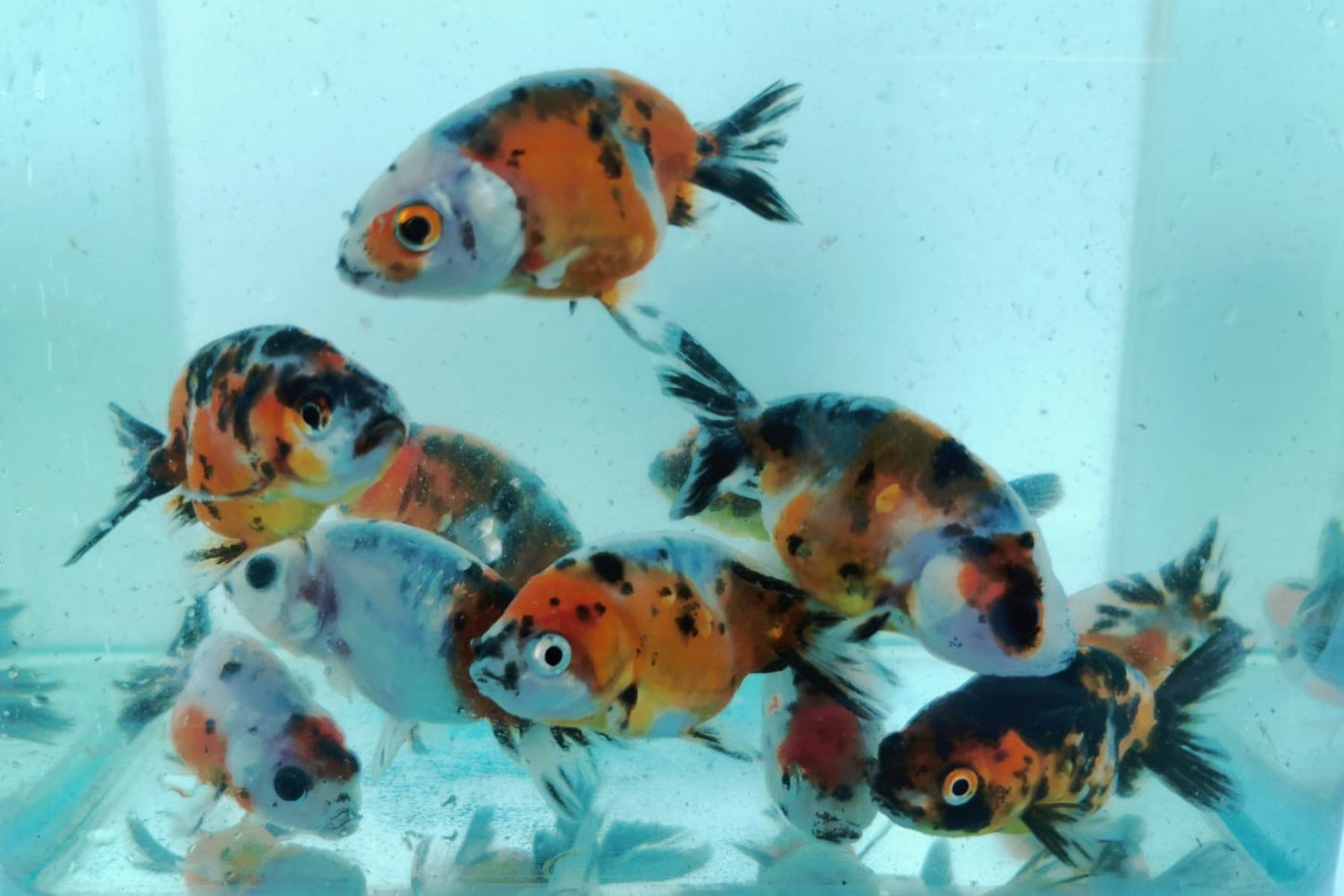 Goldfish Rsb mix