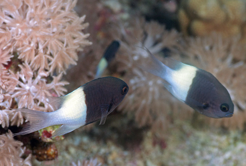 Damsel Bicolor