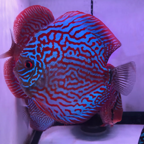 Hand selected Discus