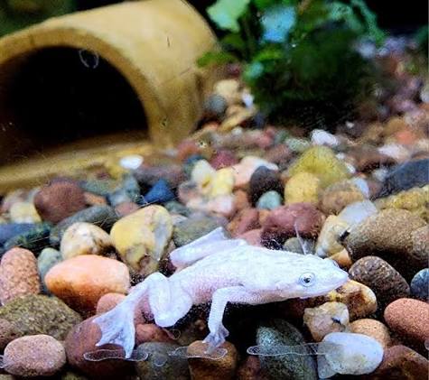 Platinum African Dwarf Frog 2cm