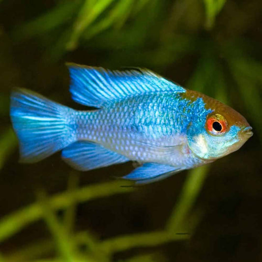 Electric blue ramirezi
