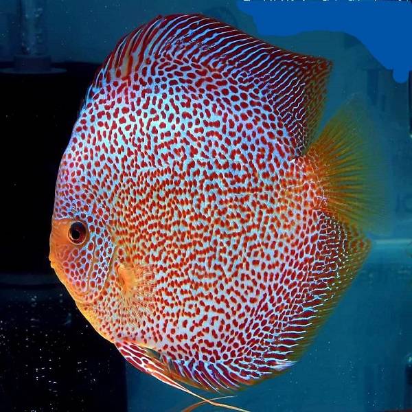 Hand selected Discus