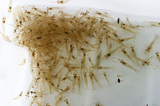 Bag of shrimp feeders