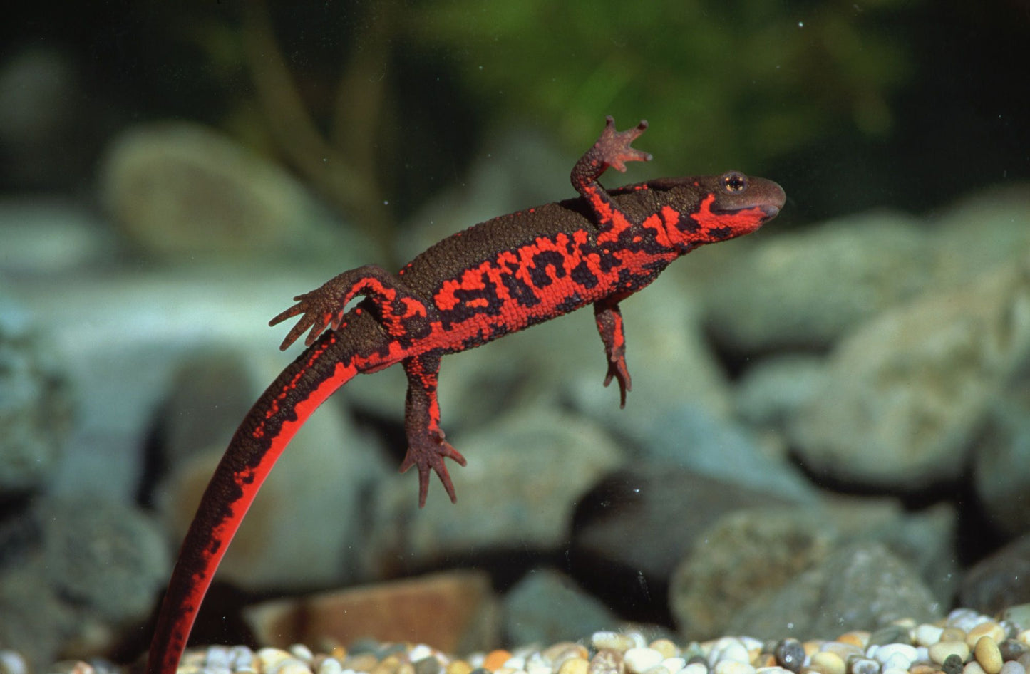 Fire Belly  Newt