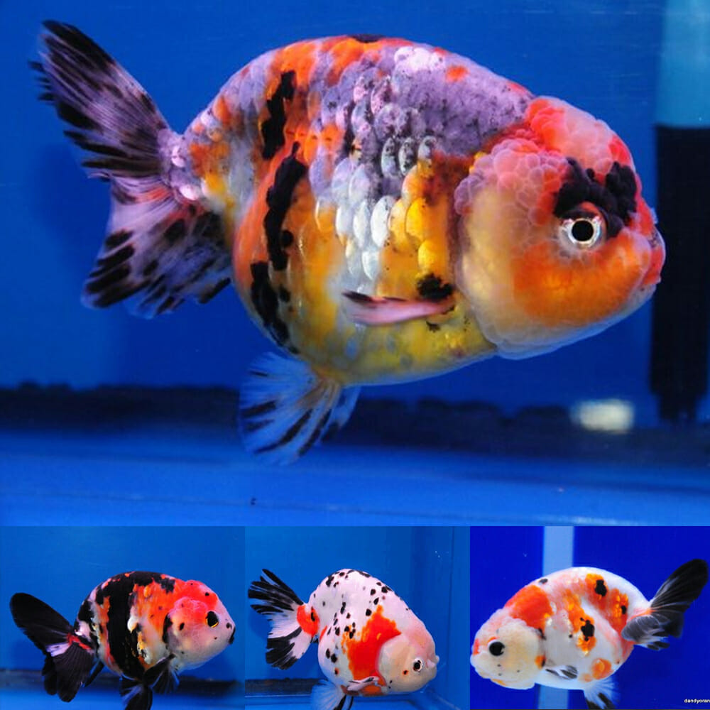 Goldfish Rsb mix