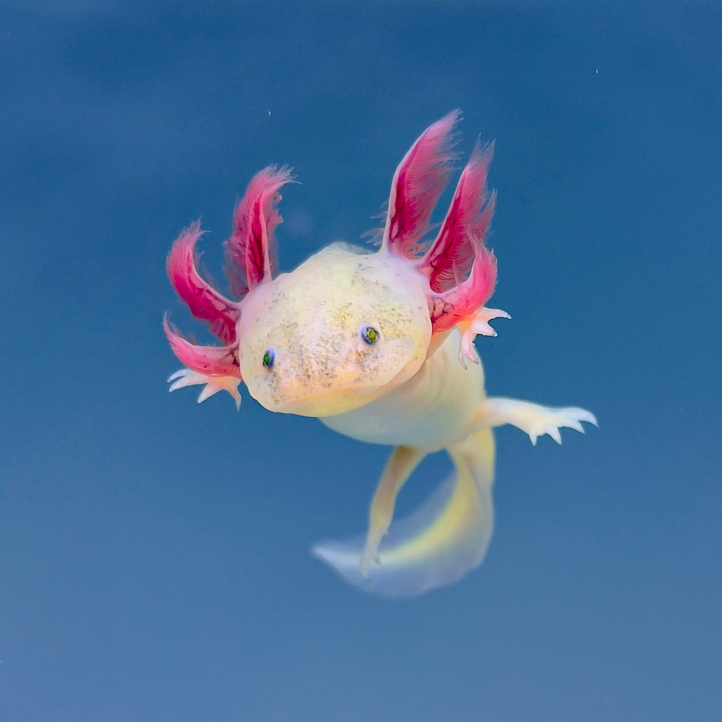 Axoloti