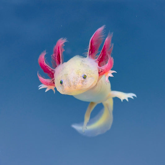 Axoloti