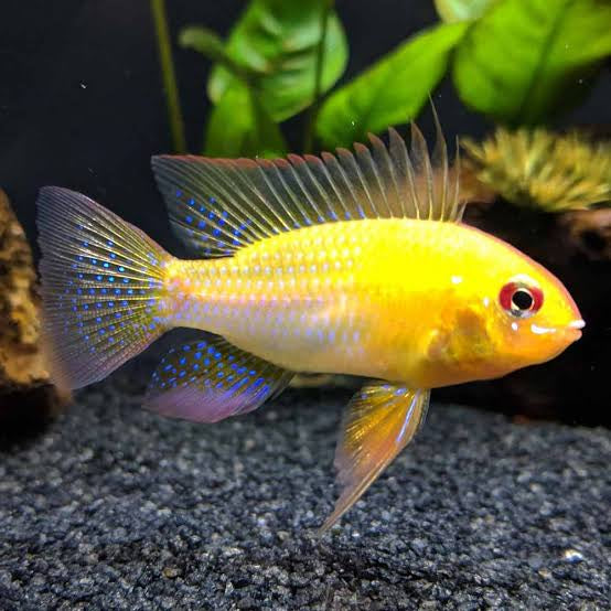 Golden Ram