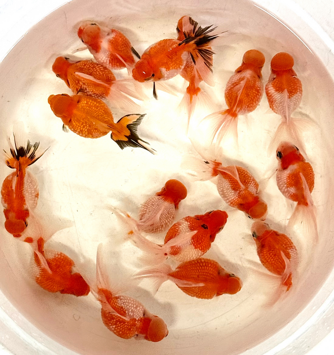 Pearlscale goldfish